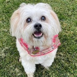 Meet your Posher, Sam